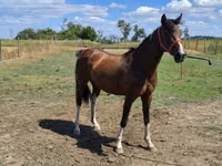 Horse (M), Westphalian — photo 4