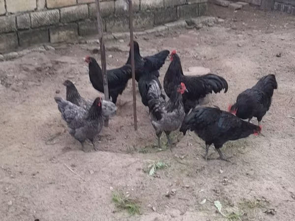 Gallo de pelea de fosa australiano