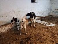 Bovinos (lote, sexo no especificado), Simmental cattle — foto 4