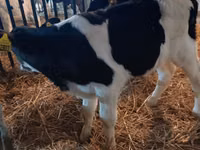 ثور, Russian Black pied cattle — الصورة 5