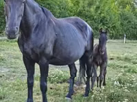 母马, Nonius horse — 照片 2