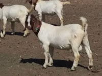ماعز (دفعة، الجنس غير محدد), Boer goat — الصورة 5