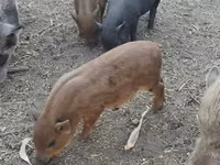 Boar — photo 6