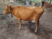 गाय, मवेशी — फ़ोटो 3