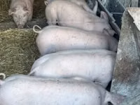 Sow — photo 1