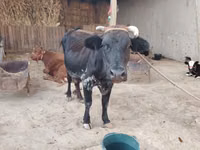 Vaca, Ganado vacuno — foto 1