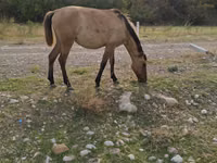 Mare, Azerbaijan horse — photo 1