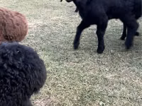 Cabras (lote, sexo no especificado), Cabras — foto 1