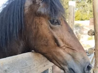 Horse (M), Horses — photo 2