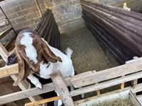 Billy Goat, Beetal goats — photo 1