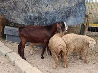 Billy Goat, Damask goat — photo 2