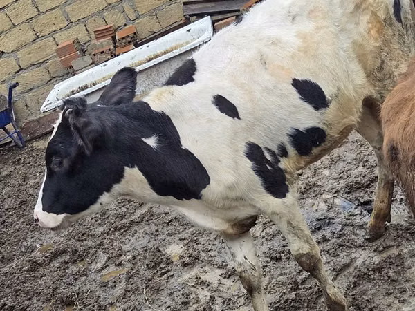 母牛, Ukrainian Red Pied Dairy cattle