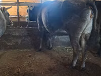 Bull, Cattle — photo 3