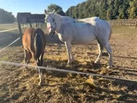 Caballo, Lipizzaner — foto 7