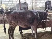 Vaca, Ganado vacuno — foto 1