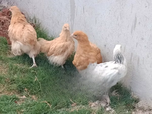 Orpington — Kenya
