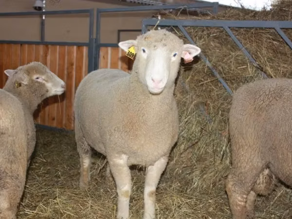 Carnero, Dorset horn sheep