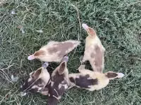 Ducks — Foto 1