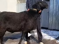 Widder, Arashan sheep — Foto 1