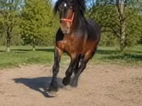 حصان, Hungarian horse breed — الصورة 3