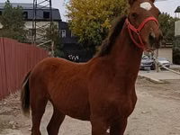 Horse (M), Budyonny horse — photo 2