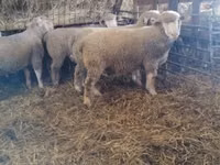 Carnero, Ile-de-France sheep — foto 4