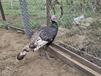 Turkeys — الصورة 2