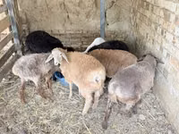 Ram, Sheep — photo 2