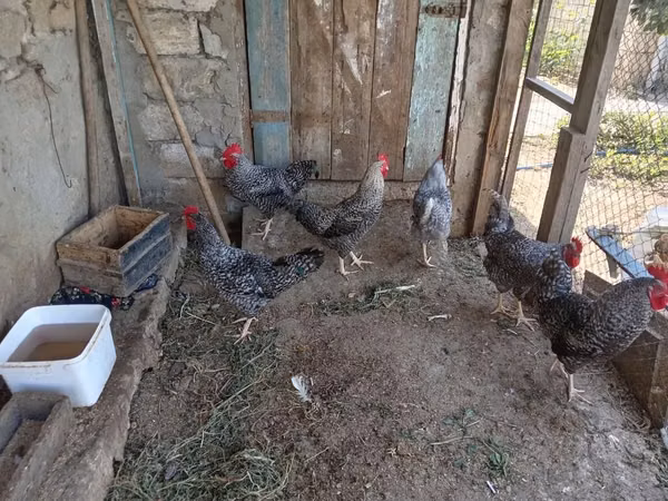 Gallina eslovena barrada