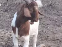 公山羊, Goats — 照片 1