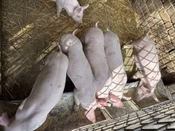Pigs (batch, sex not specified), 