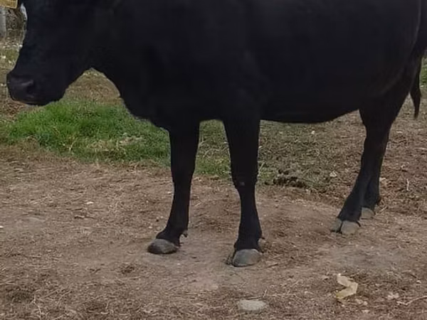 Cow, Russian Black pied cattle