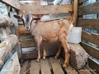 Ziegen (Partie, Geschlecht nicht angegeben), Alpine goat — Foto 1