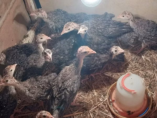Turkeys