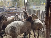 公羊, Arashan sheep — 照片 7