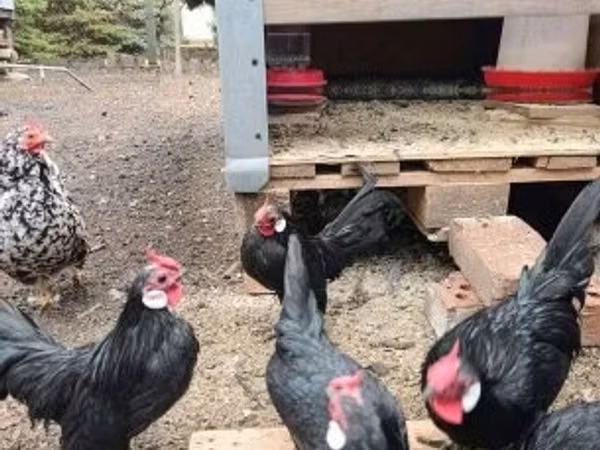 Bantam