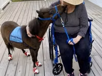 公马, Miniature horse — 照片 1