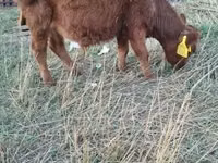 Bull, Dexter — photo 3