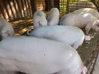 猪（批次，未指定性别）, Pigs — 照片 3