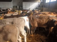 Cattle (batch, sex not specified), Simmental cattle — photo 3