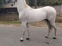 Horse (M), Lipizzaner — photo 3