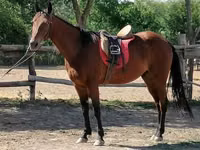 Horse (M), Horses — photo 2