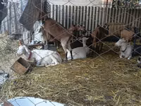 母山羊, Saanen goat — 照片 3