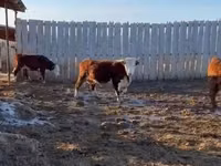 गाय, Yaroslavl cattle — फ़ोटो 6