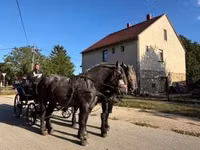Horse (M), Percheron — photo 4