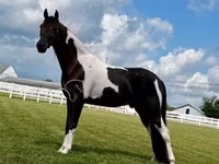 घोड़ा, Tennessee Walking Horse — फ़ोटो 5