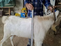 Ziegenbock, Nubian Goat — Foto 3