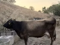 Vaca, Ukrainian Brown Dairy Cattle — foto 2