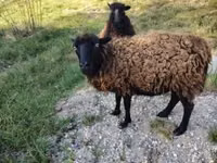 भेड़, Ouessant sheep — फ़ोटो 1
