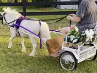 घोड़ा, Miniature horse — फ़ोटो 2